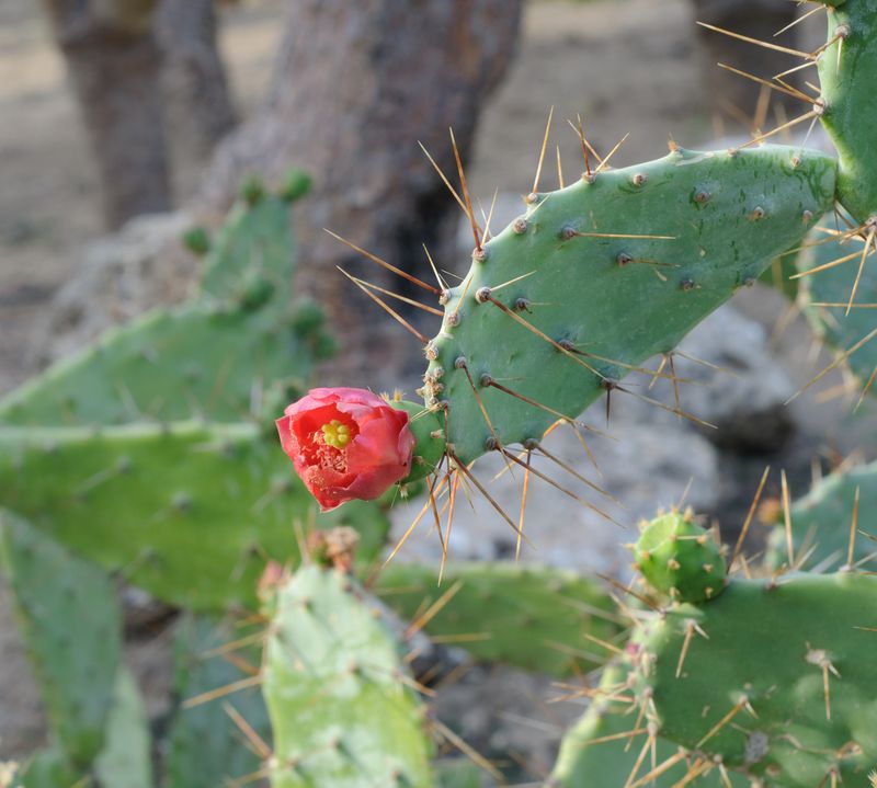 Balchik botanical garden cactus
